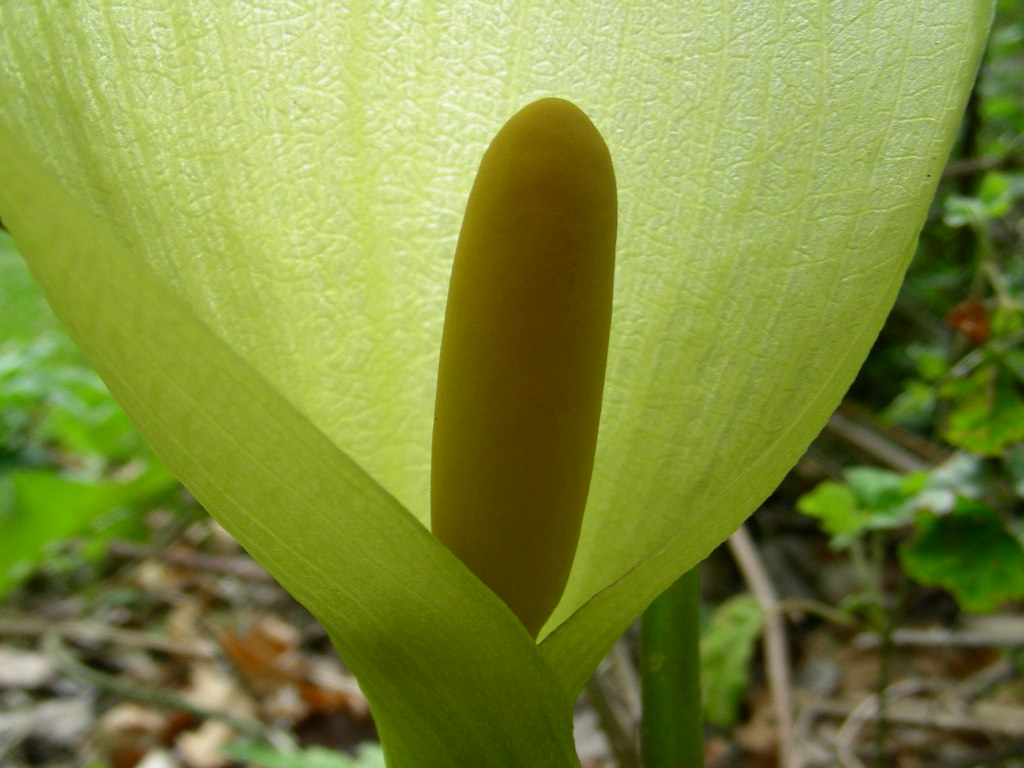 Arum italicum e Arum maculatum